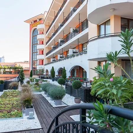 Hrizantema Sunny Beach