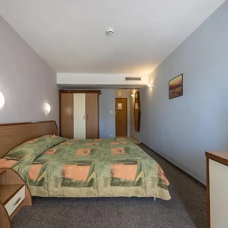 Hrizantema Słoneczny Brzeg